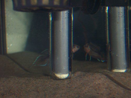 betta2.JPG