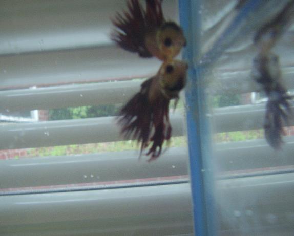 betta2.JPG