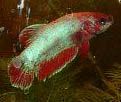Betta3.jpg