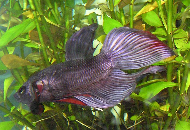 betta3.jpg