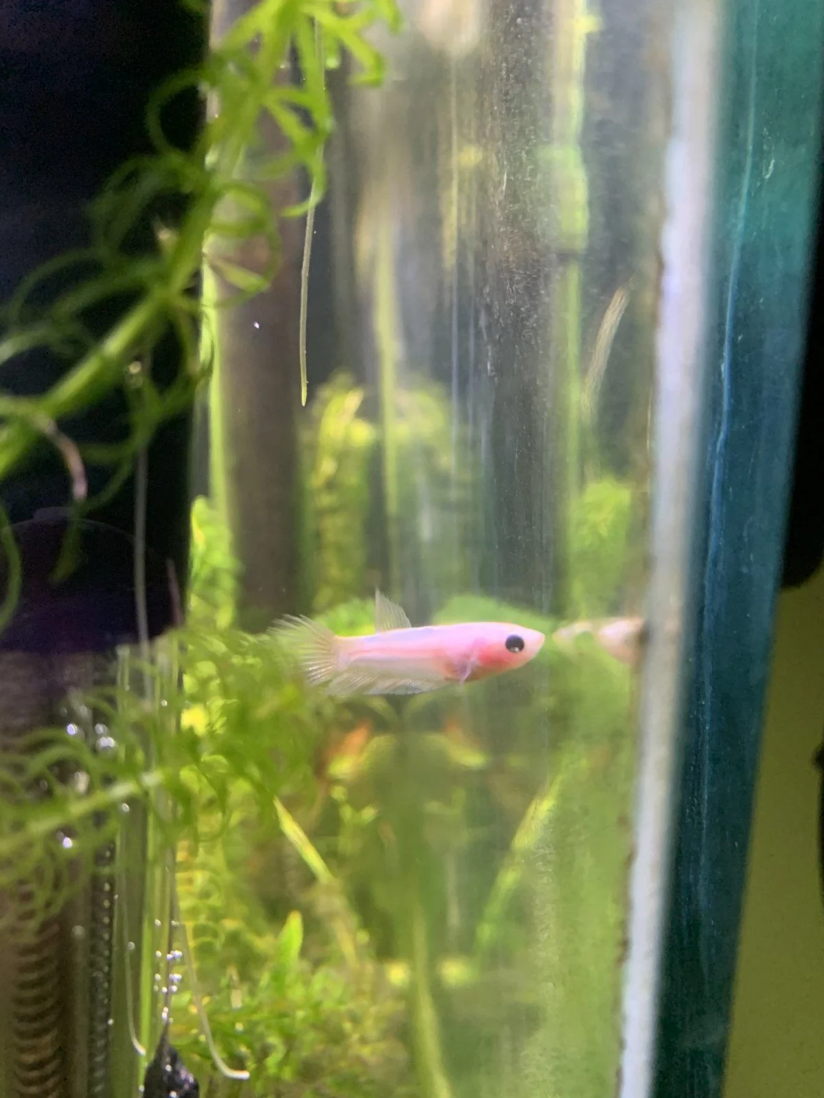 Betta5.jpg