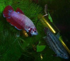 Betta6.jpg