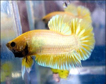 betta8.JPG