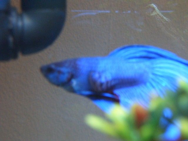 Betta_006.jpg