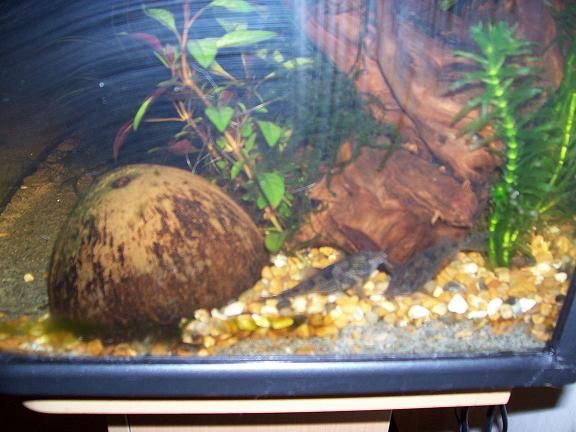 betta_056___Copy.JPG
