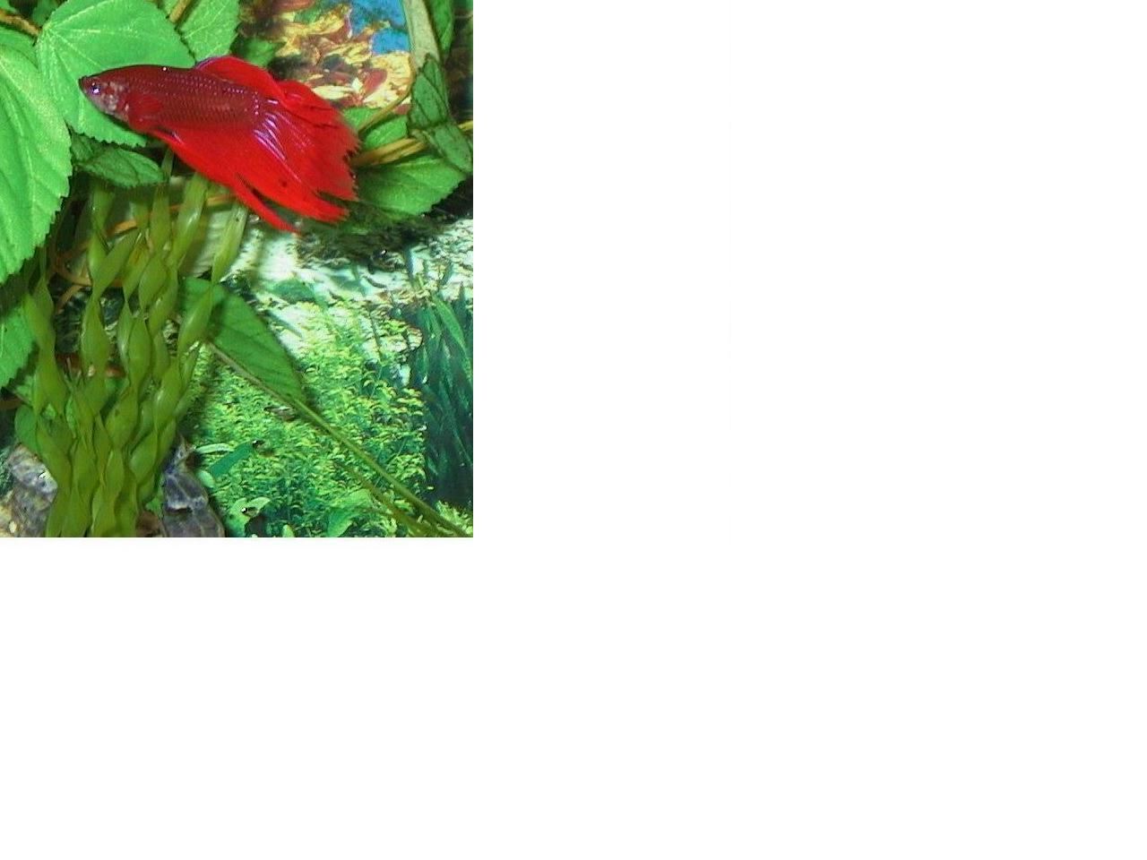 betta_1.JPG