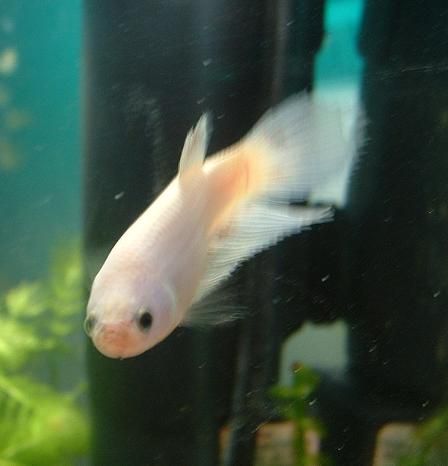 betta_2.JPG