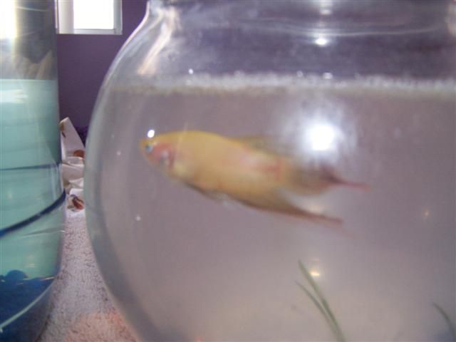 betta_and_bunny__Small_.jpg