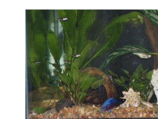 betta_boy.jpg