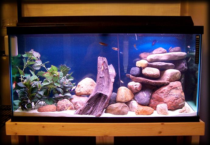 betta_community_revised.jpg