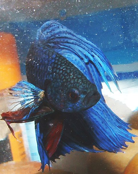 betta_f.jpg