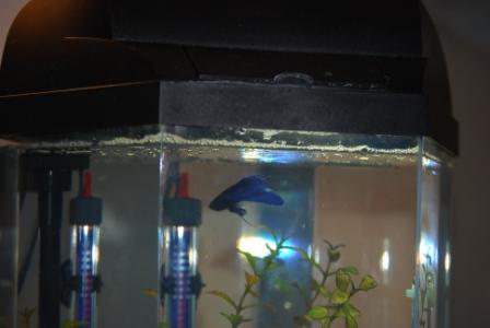 betta_fin_rot_september.JPG