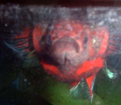 betta_kill.JPG