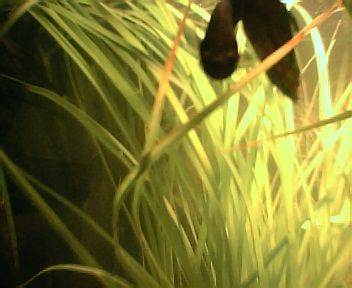 betta_lookin_into__the_camera001.jpg