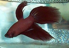 betta_montage_woody.jpg