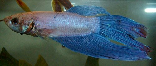 betta_side_view.jpg