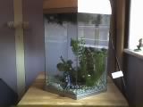 betta_tank.jpg