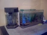 Betta_Tanks.jpg