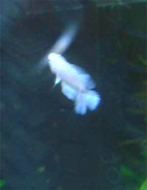betta_white1.jpg