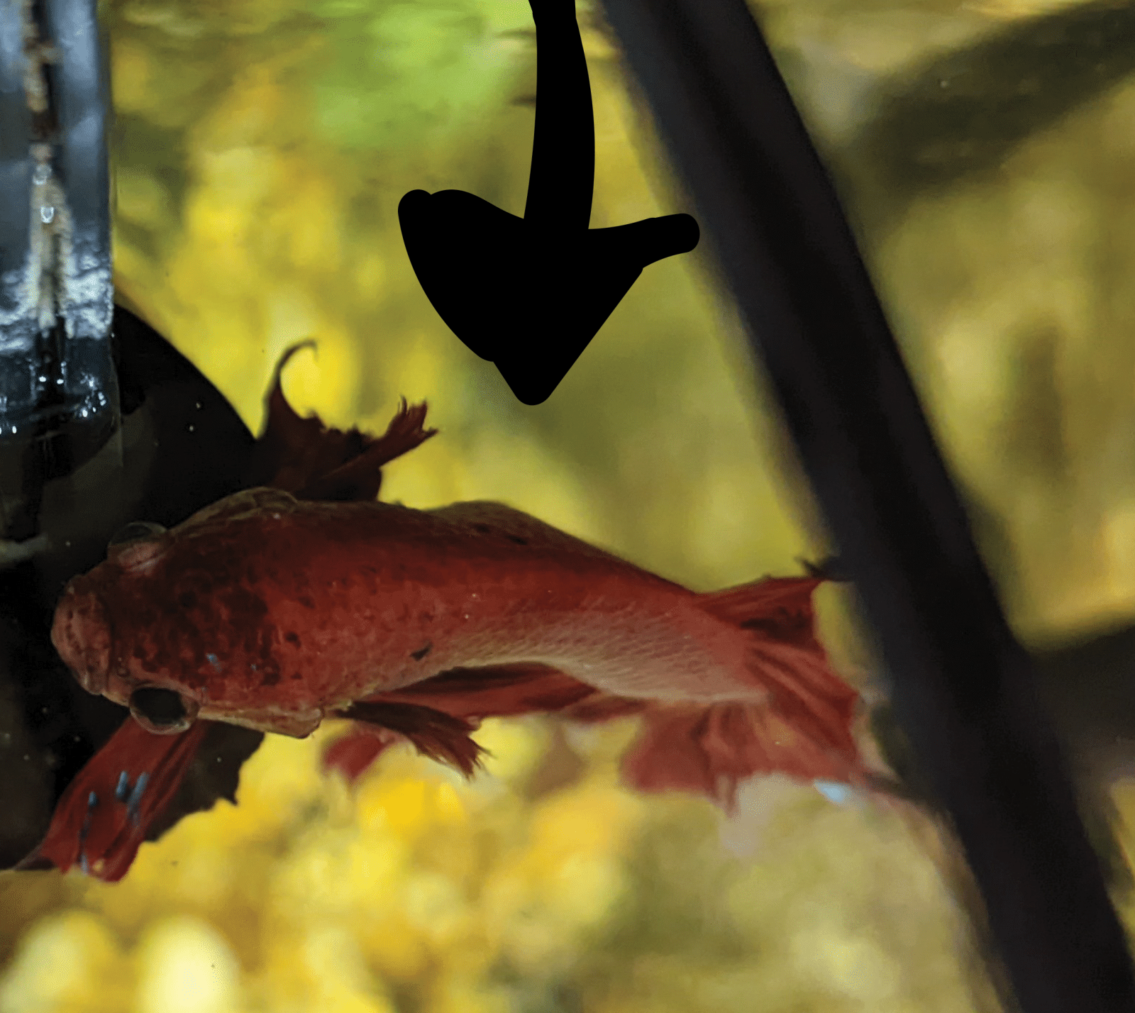 BettaLump2.png