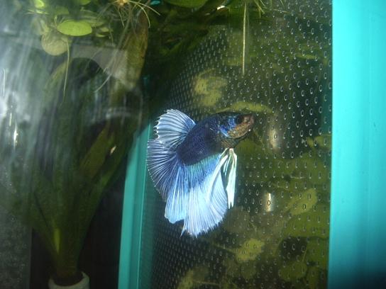 bettanew_031a.JPG