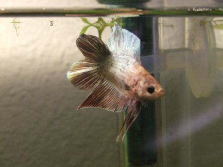 bettas_016.jpg