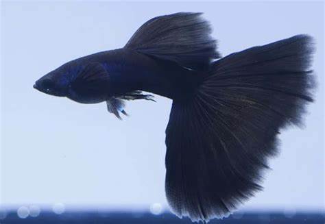 better full black guppy.jpg