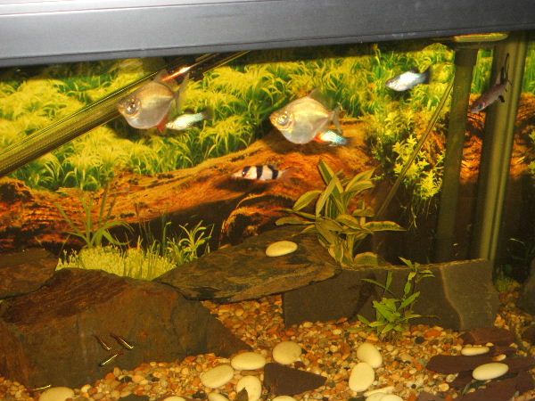 better_fish_pics_004.jpg