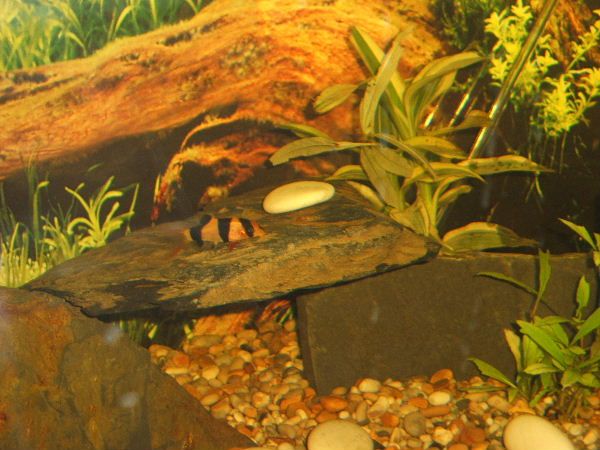 better_fish_pics_005.jpg