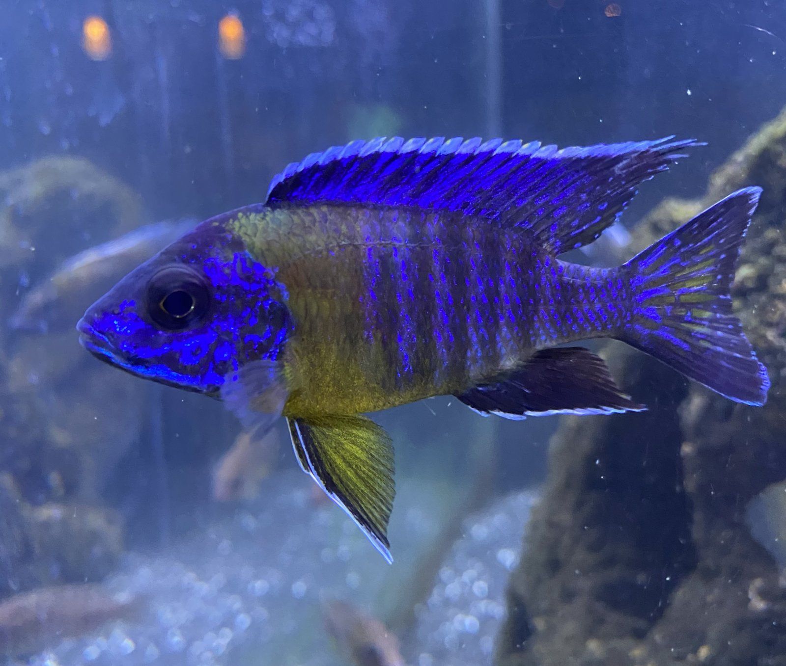 BiColor New.jpeg