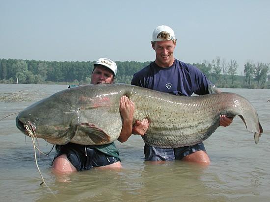 bigasscatfish.JPG