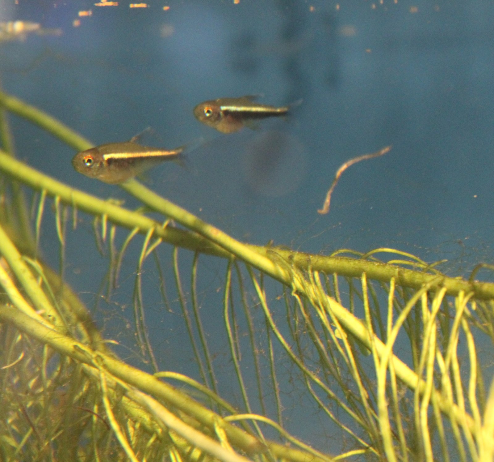 black neon babies.JPG