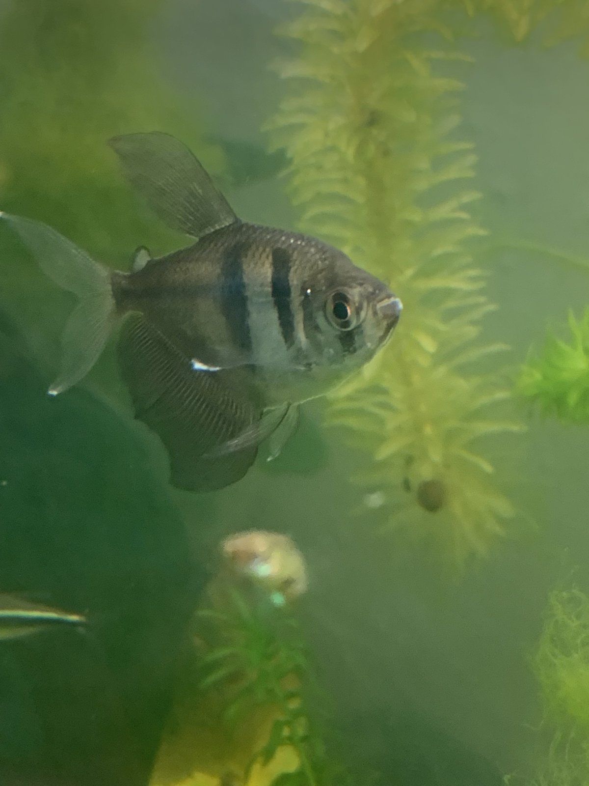 Black Skirt Tetra.jpg