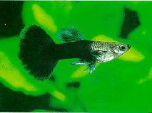 black_guppy.gif