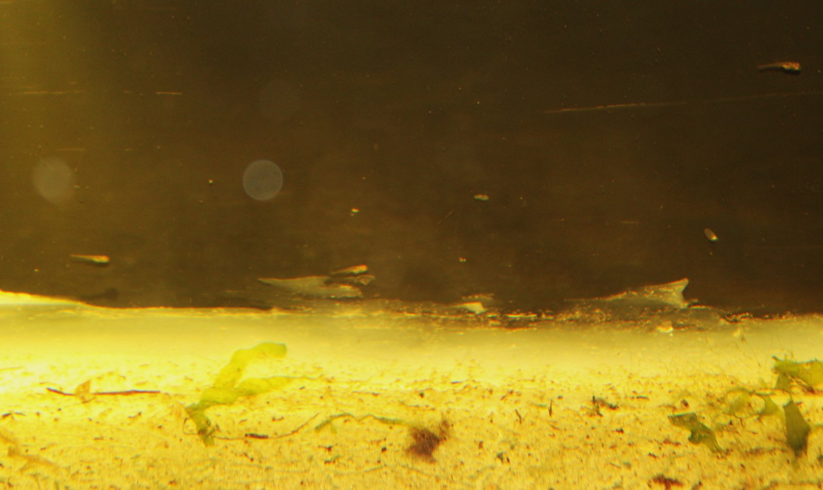 blackneon babes1.JPG