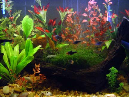 blackrasboras.jpg