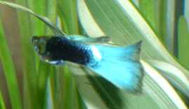 blauwkeklein.jpg