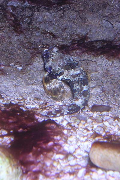 blenny.jpg