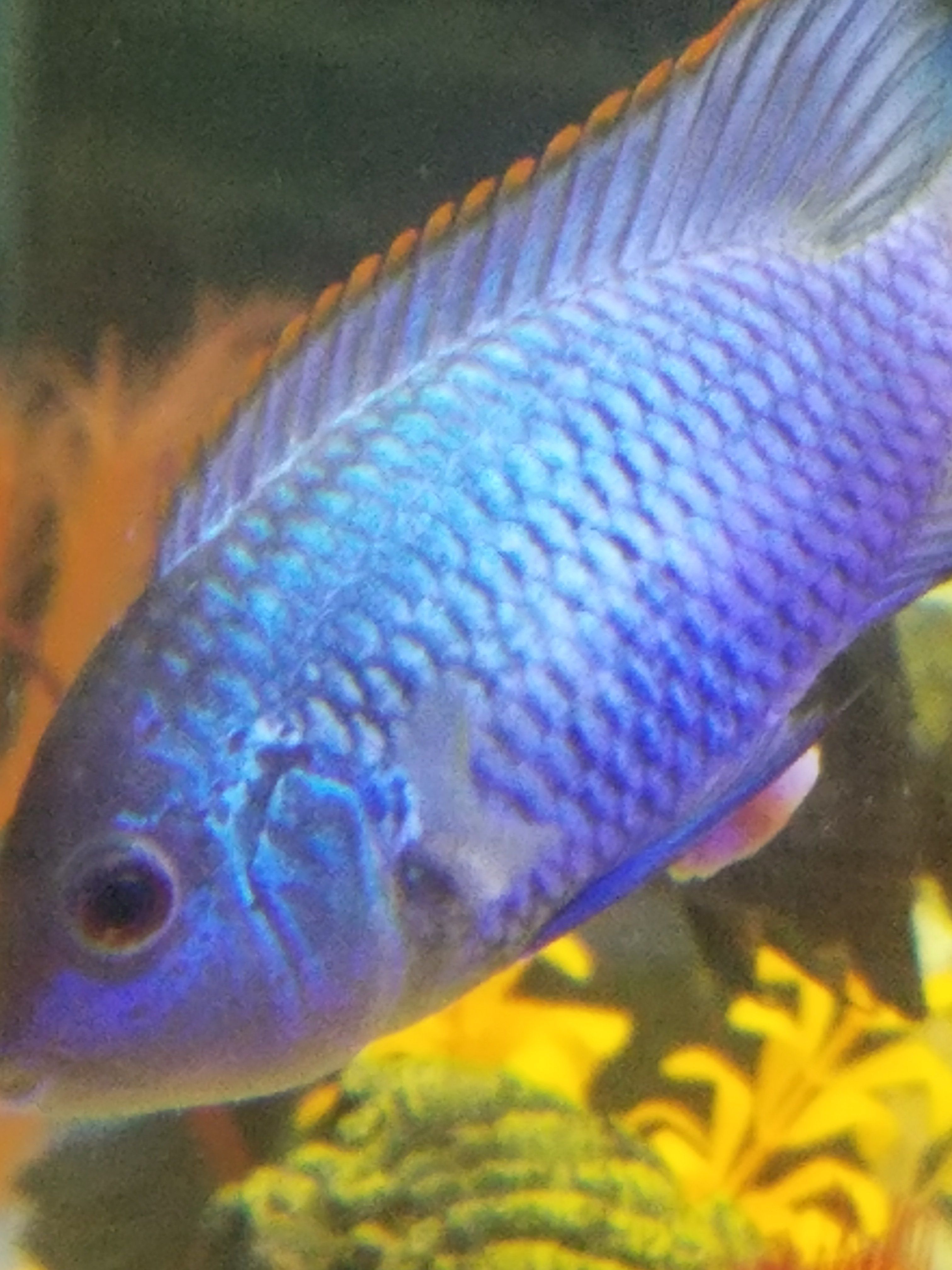 Blue Acarra.jpg