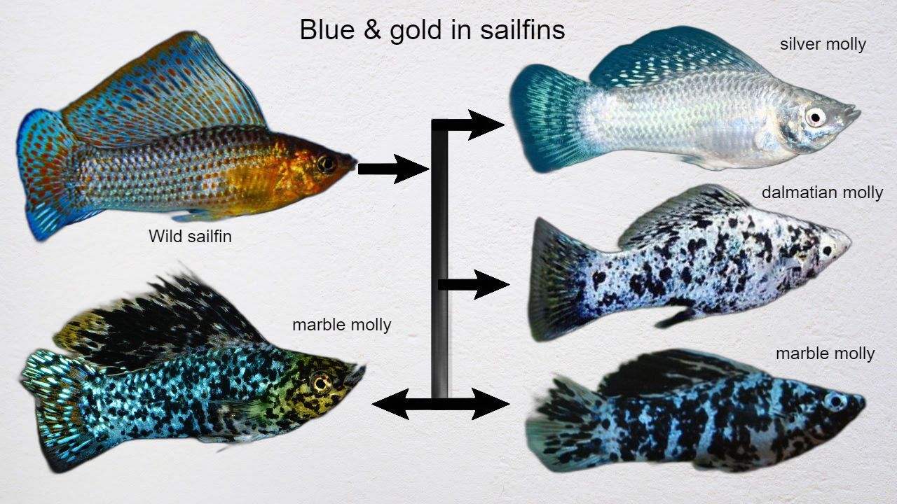 blue and gold in sailfins wild trait a.jpg