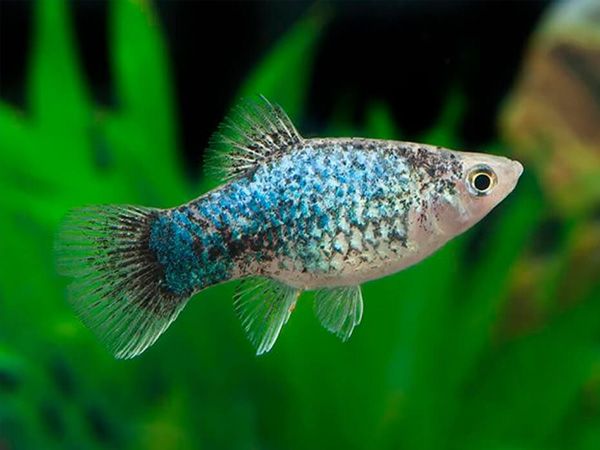 Blue-Calico-Platy.jpg