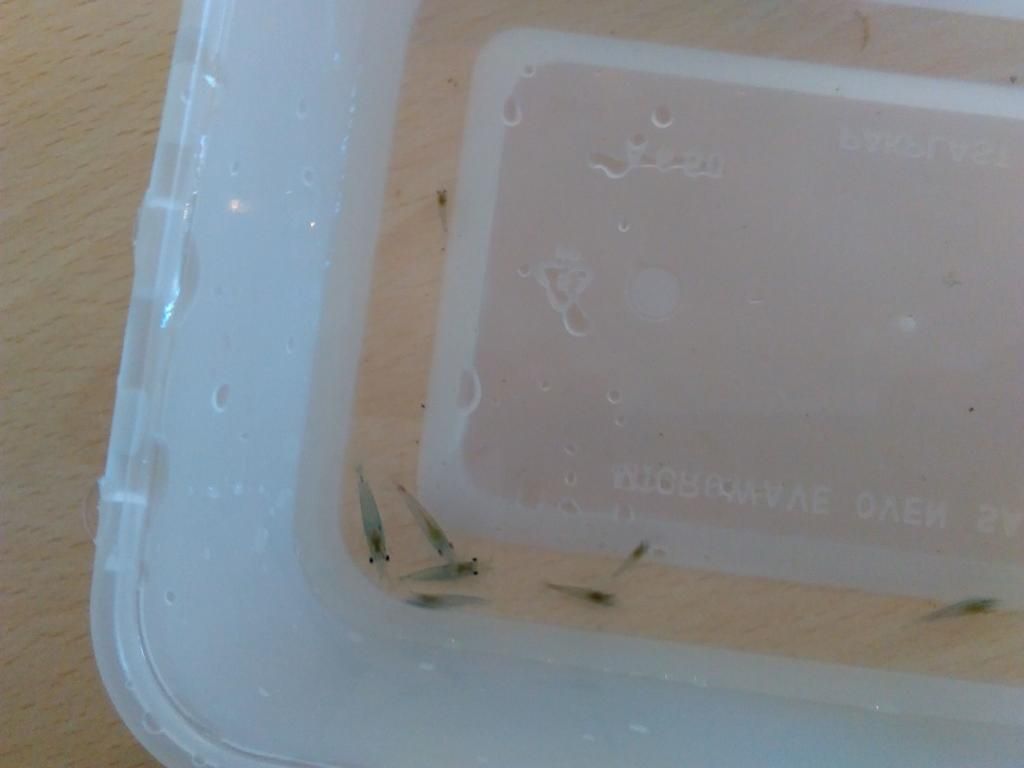 Blue Jelly Shrimp.jpg