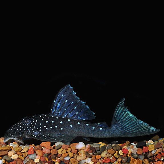 Blue Phantom Plecostomus.jpg