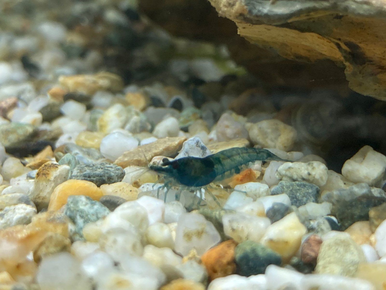 Blue Velvet Neocaridnia.jpg