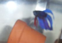 blue1.jpg