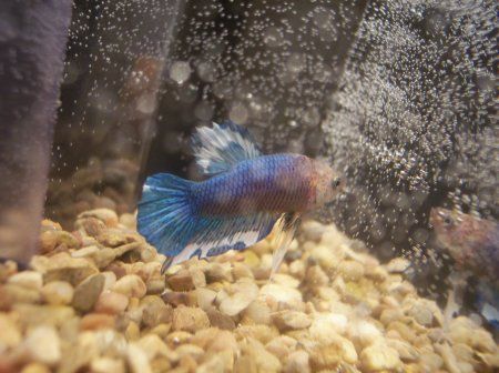 blue3.JPG