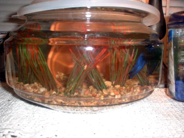 blue_betta_house.jpg