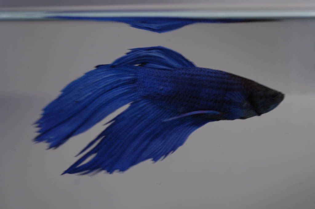 blue_fish.jpg