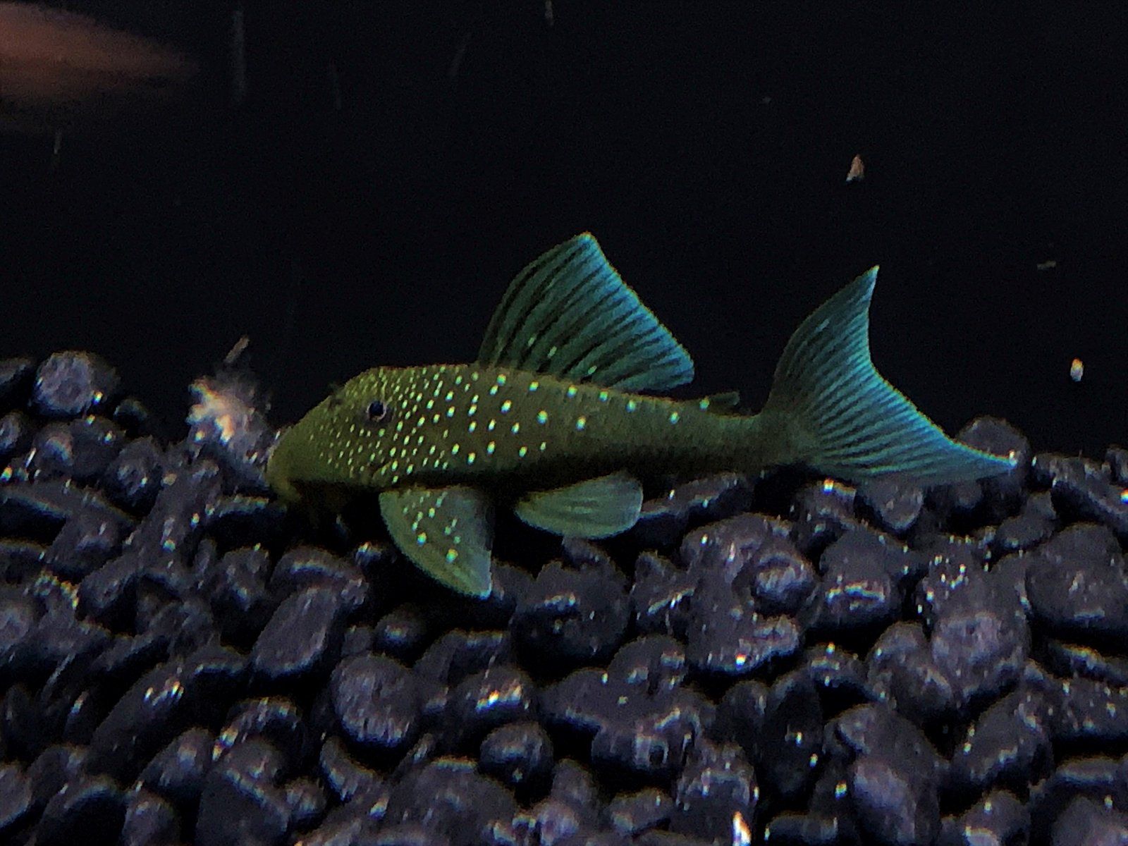 BluePhantomPleco2 - Copy.jpg