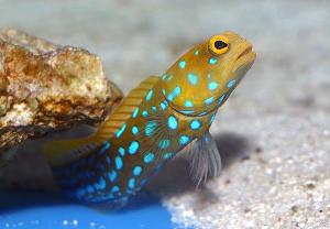 bluespotjawfish.jpg